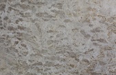Sea Shell