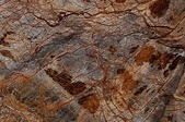 Forest Brown