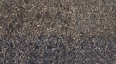 Marron Imperiale