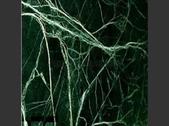 Spider Green