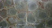 Turtle Green